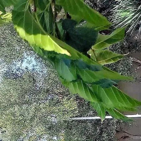 Palm Garden 3*