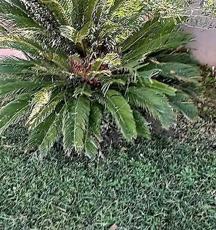 Palm Garden Chalkidiki